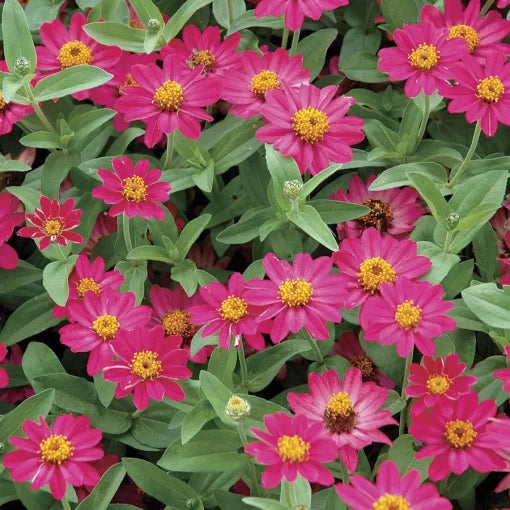 Cherry Zinnia Seeds Profusion Compact Cherry Red Zinnias High Germination Garden Seeds Zinnia elegans heirloom non-gmo seeds