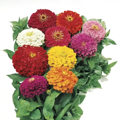 Mixed Zinnia Seeds Park s Picks Multicolor Garden Blend High Germination Garden Seeds Zinnia elegans heirloom non-gmo seeds