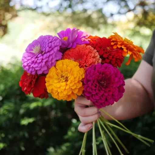 Park Picks Zinnia Seeds Curated Garden Zinnia Assortment High Germination Garden Seeds Zinnia elegans heirloom non-gmo seeds