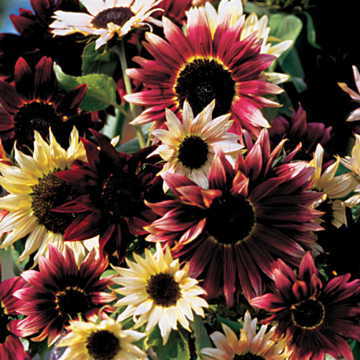 Razzmatazz Sunflower Seeds Multicolor Decorative Sunflower High Germination Garden Seeds Helianthus annuus heirloom non-gmo seeds