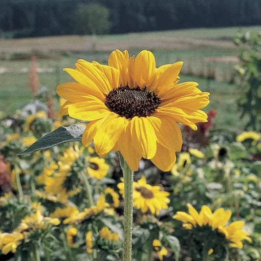 Soraya Sunflower Seeds Bright Orange-Red Sunflower Variety High Germination Garden Seeds Helianthus annuus heirloom non-gmo seeds