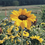 Soraya Sunflower Seeds Bright Orange-Red Sunflower Variety High Germination Garden Seeds Helianthus annuus heirloom non-gmo seeds