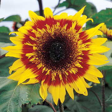 The Joker Sunflower Seeds Bi-Color Decorative Sunflower High Germination Garden Seeds Helianthus annuus heirloom non-gmo seeds