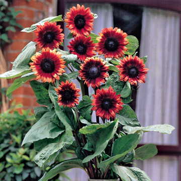 Cherry Rose Sunflower Seeds Deep Cherry-Toned Sunflower Variety High Germination Garden Seeds Helianthus annuus heirloom non-gmo seeds