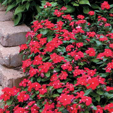 Really Red Vinca Flower Seeds Pacifica Deep Red Periwinkle Variety High Germination Garden Seeds heirloom non-gmo seeds