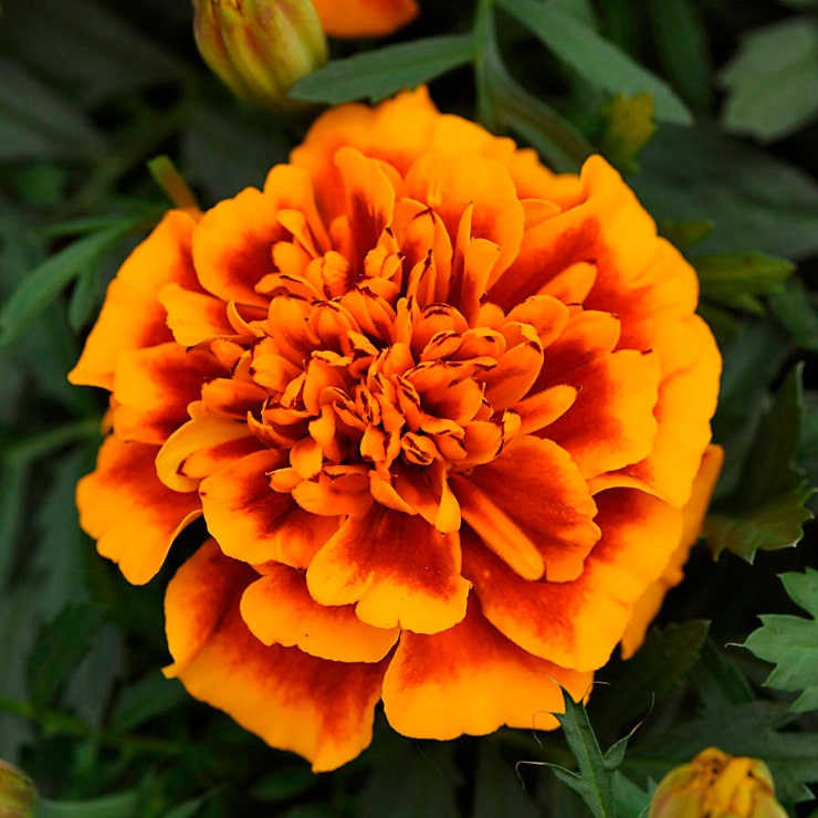 flowers high quality flower seeds for growing vibrant and colorful blooms in home gardens and landscapes organic flowers premium organic flower seeds for sustainable gardening and beautiful blossoms suitable for all climates