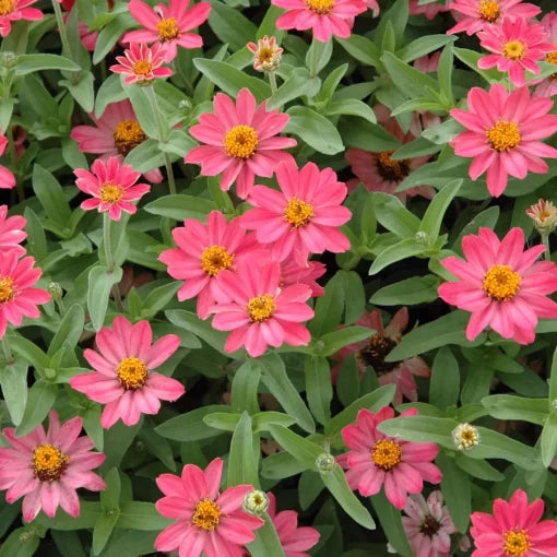 Coral Pink Zinnia Seeds Profusion Coral Pink Zinnias High Germination Garden Seeds Zinnia elegans heirloom non-gmo seeds