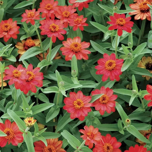 Deep Apricot Zinnia Seeds Profusion Warm Apricot Zinnia Blooms High Germination Garden Seeds Zinnia elegans heirloom non-gmo seeds