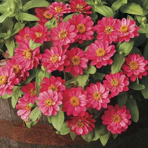 Double Cherry Zinnia Seeds Profusion Style Double Bloom Zinnias High Germination Garden Seeds Zinnia elegans heirloom non-gmo seeds