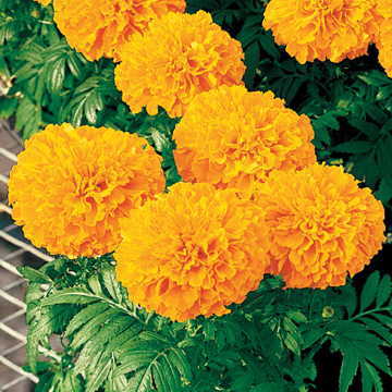 Orange Hybrid Marigold Seeds Inca Orange Large Bloom Marigolds High Germination Garden Seeds heirloom non-gmo seeds