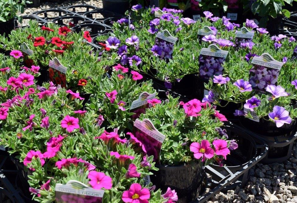 Calibrachoa Deep Pink Hybrid