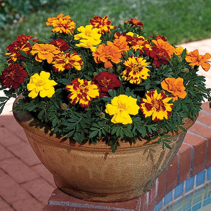 flowers high quality flower seeds for growing vibrant and colorful blooms in home gardens and landscapes organic flowers premium organic flower seeds for sustainable gardening and beautiful blossoms suitable for all climates