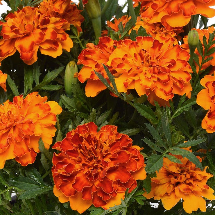 flowers high quality flower seeds for growing vibrant and colorful blooms in home gardens and landscapes organic flowers premium organic flower seeds for sustainable gardening and beautiful blossoms suitable for all climates