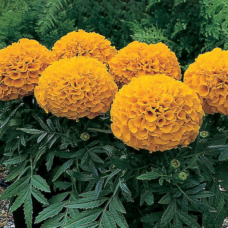 flowers high quality flower seeds for growing vibrant and colorful blooms in home gardens and landscapes organic flowers premium organic flower seeds for sustainable gardening and beautiful blossoms suitable for all climates