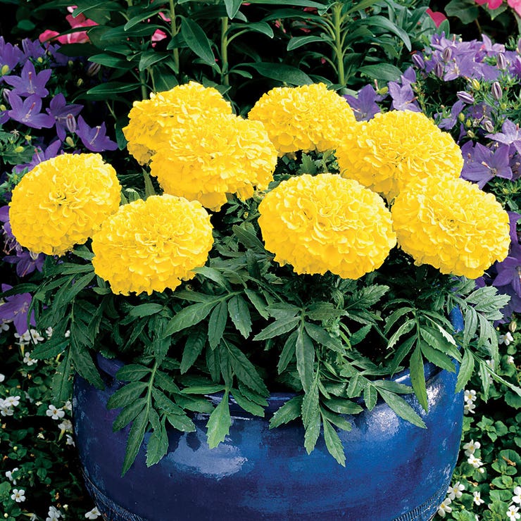 flowers high quality flower seeds for growing vibrant and colorful blooms in home gardens and landscapes organic flowers premium organic flower seeds for sustainable gardening and beautiful blossoms suitable for all climates