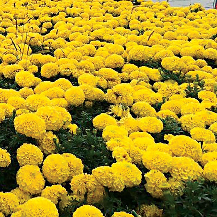 flowers high quality flower seeds for growing vibrant and colorful blooms in home gardens and landscapes organic flowers premium organic flower seeds for sustainable gardening and beautiful blossoms suitable for all climates