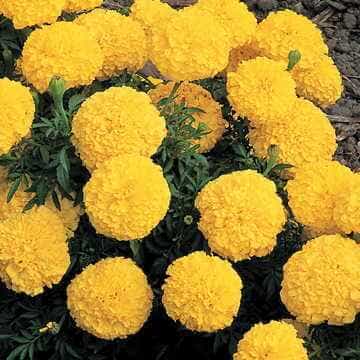 flowers high quality flower seeds for growing vibrant and colorful blooms in home gardens and landscapes organic flowers premium organic flower seeds for sustainable gardening and beautiful blossoms suitable for all climates