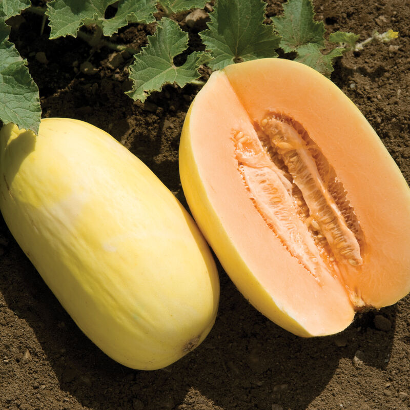 Crenshaw Melon Seeds - Tropical Notes Honey Sweet Melon – Heirloom, Non-GMO, High Germination Organic Garden Seeds