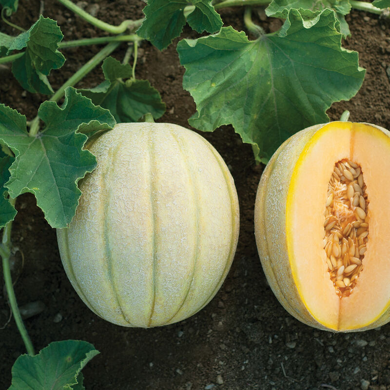 Halona Melon Seed