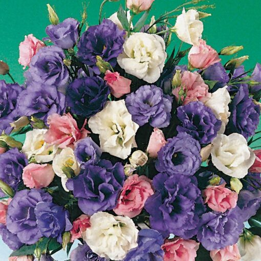 Echo Lisianthus Seeds Tall Multi-Color Lisianthus Blend High Germination Garden Seeds heirloom non-gmo seeds