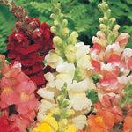 Rocket White Snapdragon Seeds Upright White Hybrid Snapdragon High Germination Garden Seeds heirloom non-gmo seeds