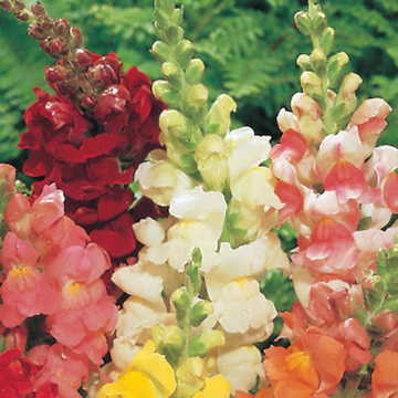 Rocket White Snapdragon Seeds Upright White Hybrid Snapdragon High Germination Garden Seeds heirloom non-gmo seeds