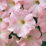 Appleblossom Petunia Seeds Soft Pink and White Garden Petunia High Germination Garden Seeds heirloom non-gmo seeds