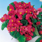 Pizzazz Deep Rose Begonia Seeds Rich Rose-Toned Begonia Blooms High Germination Garden Seeds heirloom non-gmo seeds