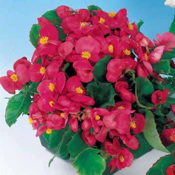 Pizzazz Deep Rose Begonia Seeds Rich Rose-Toned Begonia Blooms High Germination Garden Seeds heirloom non-gmo seeds