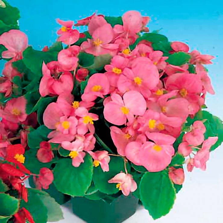 flowers high quality flower seeds for growing vibrant and colorful blooms in home gardens and landscapes organic flowers premium organic flower seeds for sustainable gardening and beautiful blossoms suitable for all climates