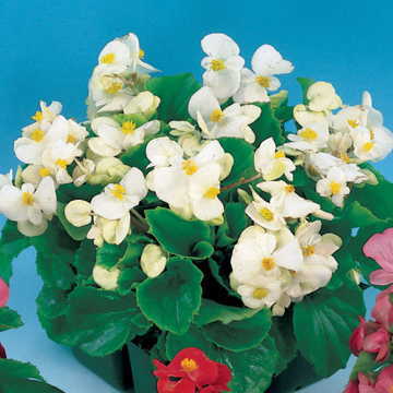 Pizzazz White Begonia Seeds Clean White Shade-Loving Begonias High Germination Garden Seeds heirloom non-gmo seeds