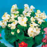 flowers high quality flower seeds for growing vibrant and colorful blooms in home gardens and landscapes organic flowers premium organic flower seeds for sustainable gardening and beautiful blossoms suitable for all climates