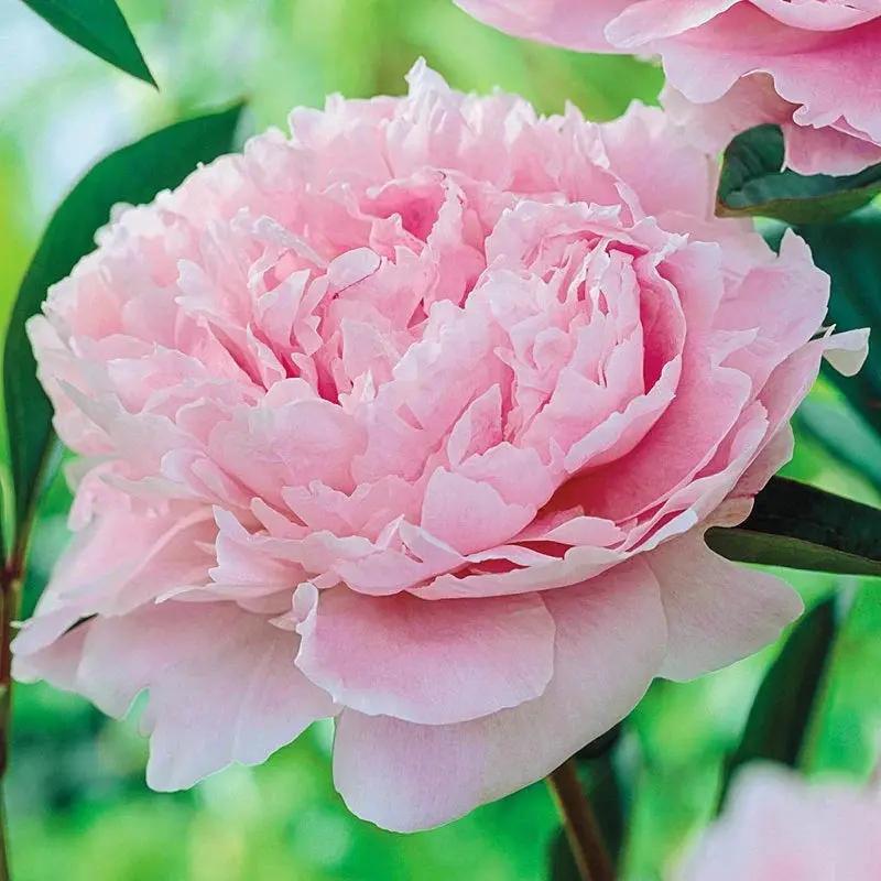 Pink Peony Flower Seeds for Planting -NON GMO Seeds,Perennials Dhara Seeds