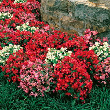 Pizzazz Begonia Seeds Vibrant Mixed Shade-Loving Begonias High Germination Garden Seeds heirloom non-gmo seeds