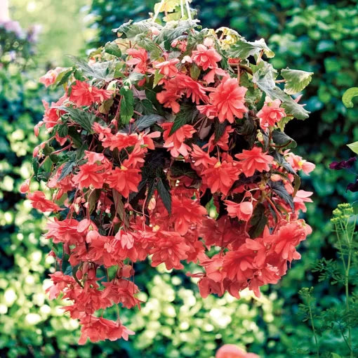 Illumination Pink Begonia Seeds Soft Pink Cascading Begonia Blooms High Germination Garden Seeds heirloom non-gmo seeds