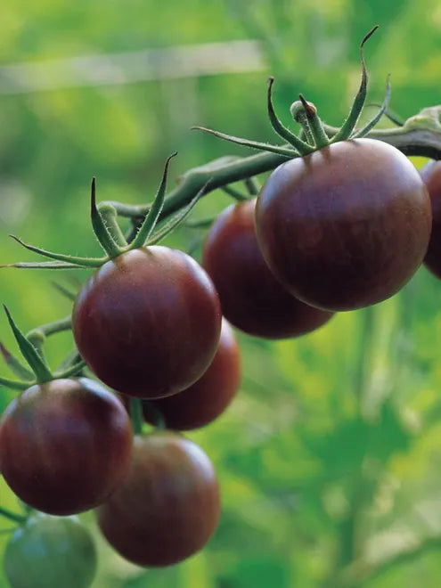 Tomato Seeds - Black Cherry