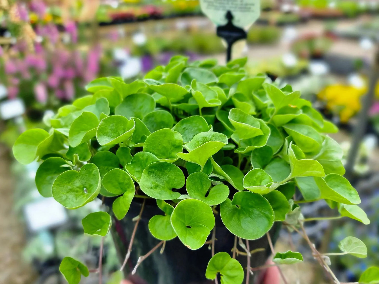 Emerald Falls Dichondra Ground Cover Seeds