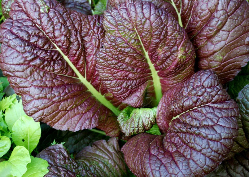 Red Giant Mustard Seeds Heirloom Non-GMO High Germination Organic Garden Seeds