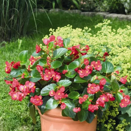 Red With Green Leaf Begonia Seeds Big Leaf Solid Red Begonias High Germination Garden Seeds heirloom non-gmo seeds