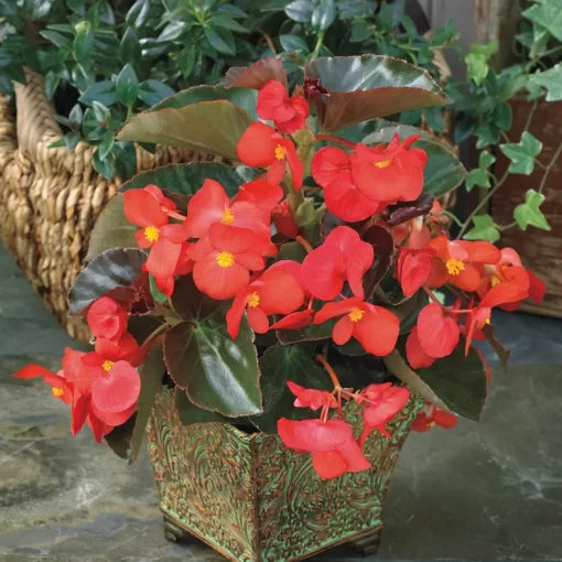 Red Bronze Leaf Begonia Seeds Big Series Red Begonias with Bronze Foliage High Germination Garden Seeds heirloom non-gmo seeds