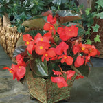 Red Bronze Leaf Begonia Seeds Big Series Red Begonias with Bronze Foliage High Germination Garden Seeds heirloom non-gmo seeds