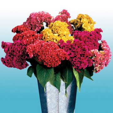 Bombay Cockscomb Seeds Floreted Deep-Colored Celosia Blend High Germination Garden Seeds heirloom non-gmo seeds
