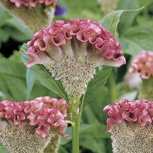 Bombay Pink Cockscomb Seeds Large Crested Pink Celosia High Germination Garden Seeds heirloom non-gmo seeds