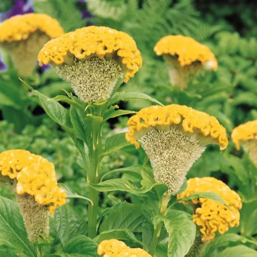Yellow Gold Cockscomb Seeds Bombay Bright Yellow Crested Celosia High Germination Garden Seeds heirloom non-gmo seeds