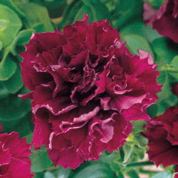 Double Cascade Burgundy Petunia Seeds Cascading Burgundy Double Petunia High Germination Garden Seeds heirloom non-gmo seeds