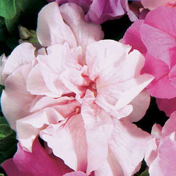 Double Cascade Pink Petunia Seeds Large Ruffled Pink Petunia Blooms High Germination Garden Seeds heirloom non-gmo seeds