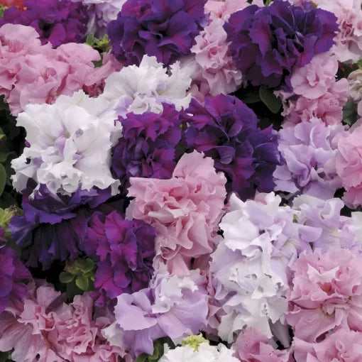 Double Cascade Petunia Seeds Large Double Petunia Blend High Germination Garden Seeds heirloom non-gmo seeds