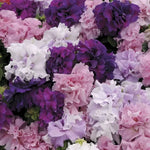 Double Cascade Petunia Seeds Large Double-Flower Petunia Blend High Germination Garden Seeds heirloom non-gmo seeds
