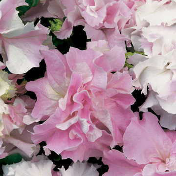 Double Cascade Orchid Mist Petunia Seeds Ruffled Orchid-Pink Petunia Flowers High Germination Garden Seeds heirloom non-gmo seeds