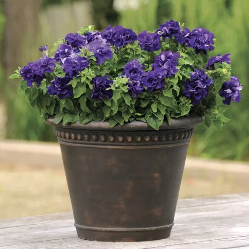 Double Cascade Blue Petunia Seeds Large Ruffled Blue Petunia Flowers High Germination Garden Seeds heirloom non-gmo seeds